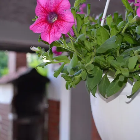 Seaside House Sutomiscica, Ugljan - 15965 Nyaraló *